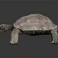 Realistic Turtle With Textured Shell Standing On Dark Surface Detailed Skin And Lifelike Design