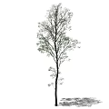 Single Tall Arbor Tree With Straight Trunk Green Leaves And Shadow 3d model