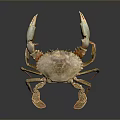 Detailed Aquatic Animal Crab Featuring Light Colored Body And Raised Claws On Dark Background