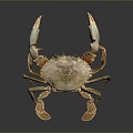 crab sea crab river crab hairy crab bread crab hermit crab big crab small crab marine animal fish 3d model