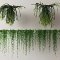 Lush Green Hanging And Trailing Vines With Dense Leaves And Foliage