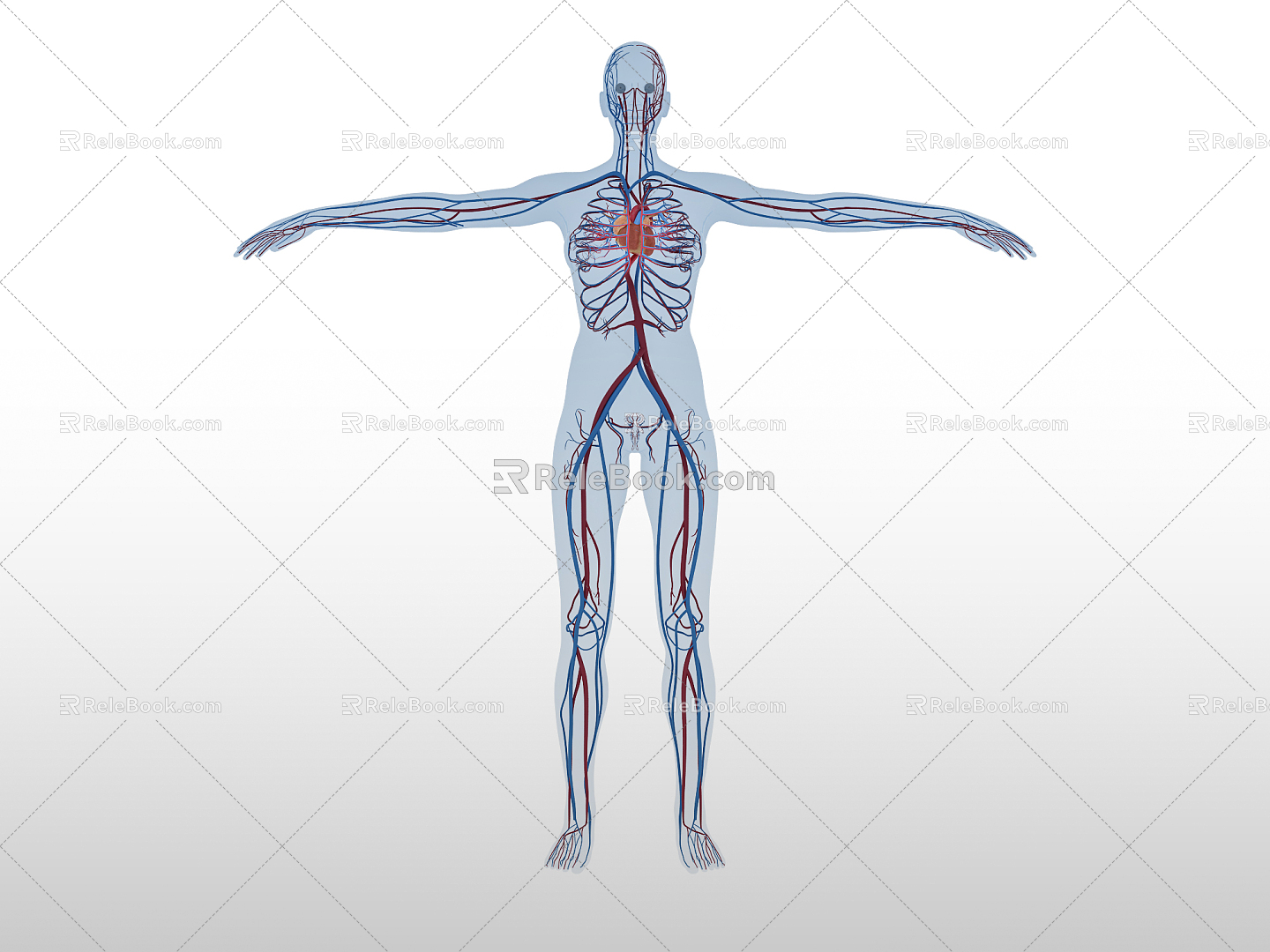 Modern Human Anatomy Blood Vessel Cardiac Medicine 3d model