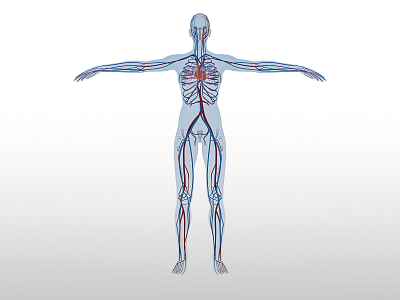 Modern Human Anatomy Blood Vessel Cardiac Medicine model