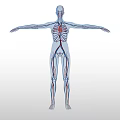 Medical Anatomical Model Displaying Human Cardiovascular System With Heart And Blood Vessels In Standing Position
