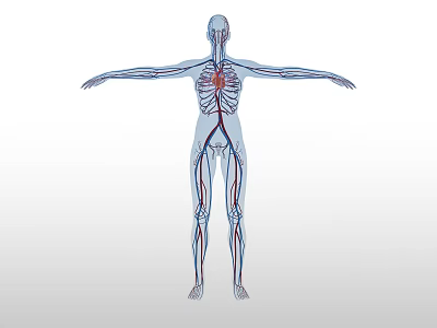 Medical Anatomical Model Displaying Human Cardiovascular System With Heart And Blood Vessels In Standing Position 3d model