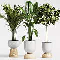 Various Bonsai Potted Plants With Green Leaves In Black Decorative Pots