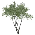 Lush Green Arbor With Multiple Branches And Fresh Green Leaves
