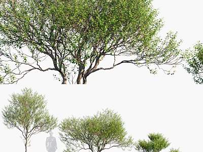 Lush Green Arbor Trees With Dense Branches And Various Sizes For Natural Scenery 3d model