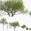 Modern Tree Landscape Tree 3d model