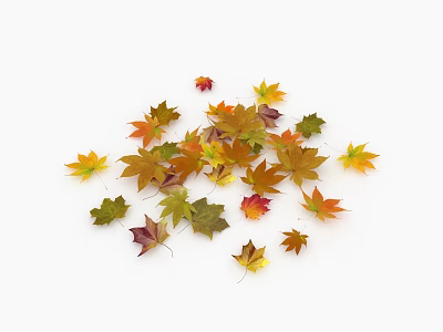 Vibrant Multicolored Autumn Leaves Scattered as Ground Cover on White Surface 3d model
