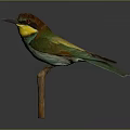 Colorful Bird With Vibrant Green Yellow Brown Feathers Perched On Wooden Branch Against Dark Background