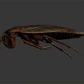 Brown Beetle With Wings And Legs On Dark Background Surface