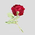 Stunning Red Rose Flower With Vibrant Green Leaves And Lush Petals