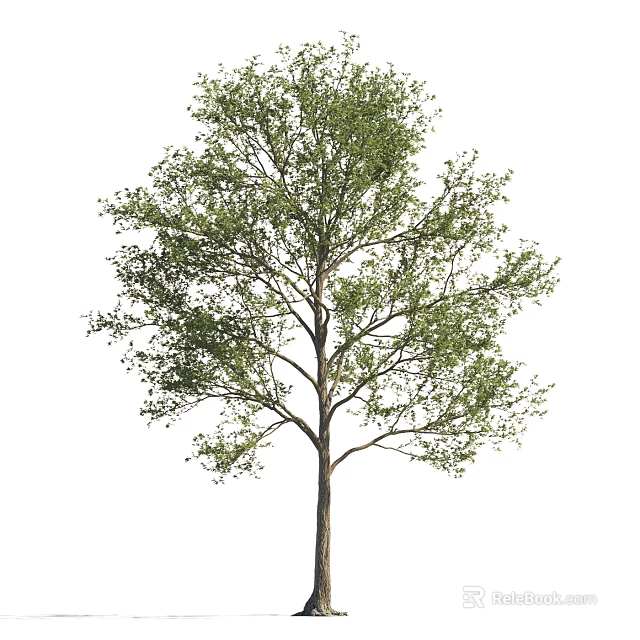 Deciduous Arbor With Lush Green Leaves Spreading Branches And Strong Trunk 3d model 