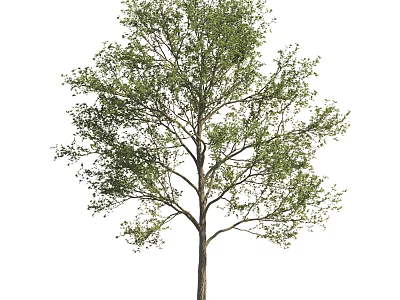Deciduous Arbor With Lush Green Leaves Spreading Branches And Strong Trunk 3d model