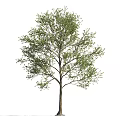 Deciduous Arbor With Lush Green Leaves Spreading Branches And Strong Trunk 3d model