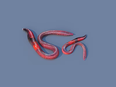 Two Red and Black Striped Reptile Snakes with Curved Bodies on Gray Background 3d model