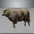 Light Brown Fluffy Sheep With Thick Wool Standing On Dark Isolated Background 3d model