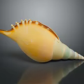 Yellow Green Spiral Conch Shell As Aquatic Animal With Pointed Tip And Curved Edges