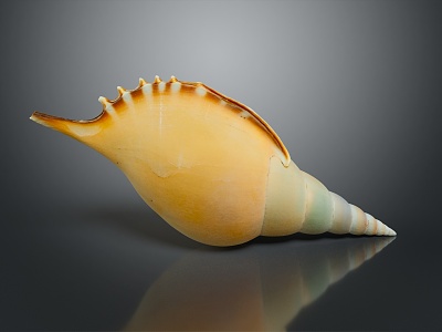 conch bone snail field snail shellfish marine animal fish freshwater fish marine fish animal 3d model