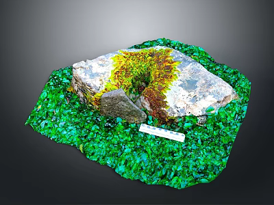 Natural Moss Covered Stone Surrounded by Green Plants and Ruler 3d model