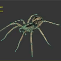 Detailed Spider With Brown Black Body And Long Legs Isolated On Gray Background In High Definition
