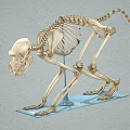 Monkey Skeleton Anatomical Model Display With Detailed Bone Structure And Stand 3d model