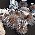 Clumps Of Decorative Ornamental Grasses With Feathery Plumes In Brown Gray And White