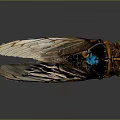 Cicada Exuvia With Transparent Wings Blue Spots And Detailed Texture On Dark Background