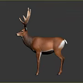 Majestic Brown Deer With Impressive Large Antlers Standing On Gray Background