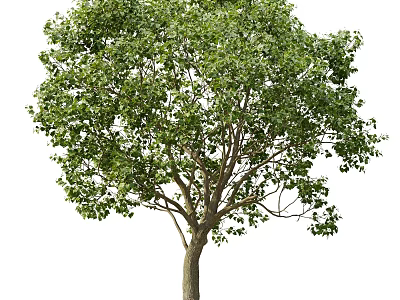 Lush Green Deciduous Tree With Dense Foliage And Strong Trunk In Nature 3d model