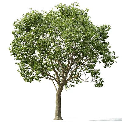 Lush Green Deciduous Tree With Dense Foliage And Strong Trunk In Nature 3d model