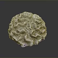 Gray Brain Coral An Aquatic Animal In Marine Environment With Detailed Texture