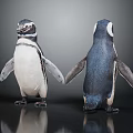 Two Penguins Standing in Front and Back Views on Dark Reflective Surface 3d model