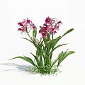3D Rendered Orchids With Pink Purple Flowers Green Leaves And Pure White Background