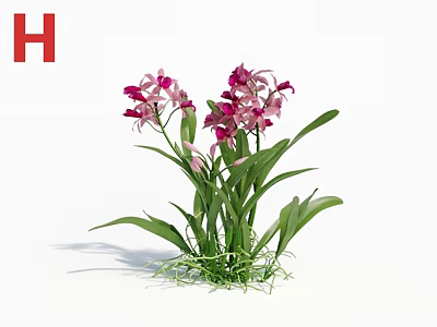 3D Rendered Orchids With Pink Purple Flowers Green Leaves And Pure White Background 3d model