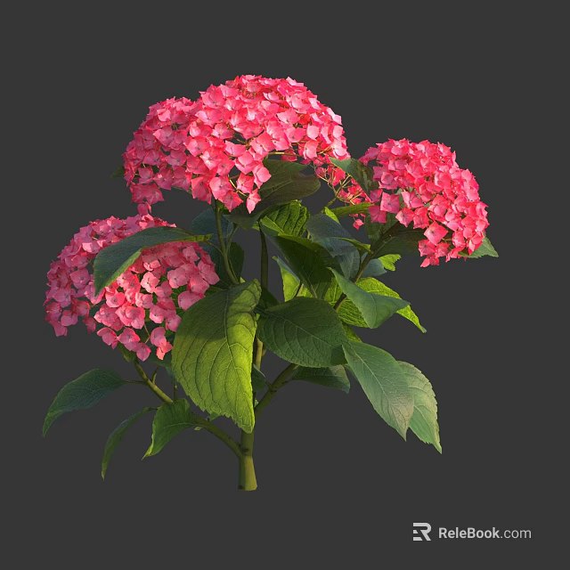 Vibrant Pink Hydrangea Flowers With Lush Green Leaves And Fresh Stems 3d model 