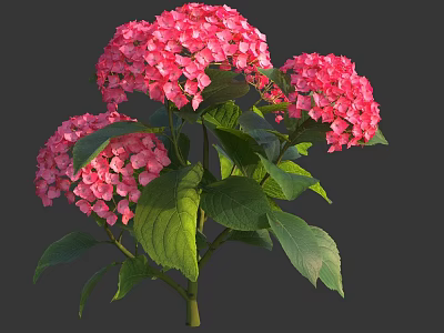 Vibrant Pink Hydrangea Flowers With Lush Green Leaves And Fresh Stems 3d model