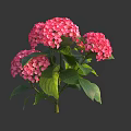 Vibrant Pink Hydrangea Flowers With Lush Green Leaves And Fresh Stems