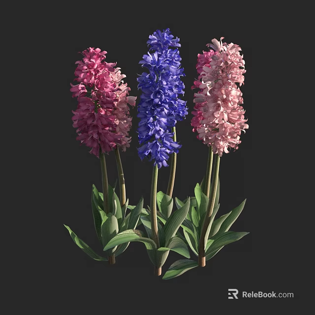 Colorful Hyacinth Flowers Pink Blue Light Pink Dense Blooms With Green Leaves On Dark Background 3d model 