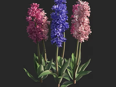 Colorful Hyacinth Flowers Pink Blue Light Pink Dense Blooms With Green Leaves On Dark Background 3d model