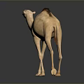 Light Brown Camel Standing On Reflective Surface With Smooth Gray Background 3d model