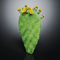 Green Cactus Plant With Thorns And Yellow Flowers On Dark Background
