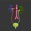 3D Rendered Human Kidneys And Bladder Anatomical Structure With Blood Vessels