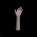 Detailed 3D Rendering of Human Hands and Arms Anatomical Structure