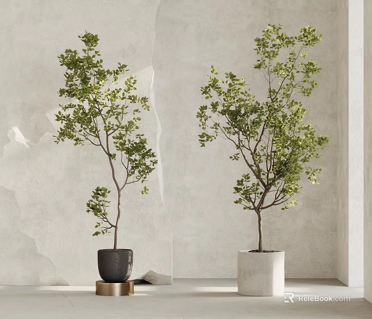 Two Green Leafy Bonsai Potted Plants In Black White Pots With Light Textured Wall 3d model 