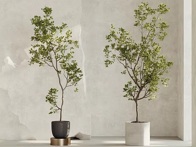 Two Green Leafy Bonsai Potted Plants In Black White Pots With Light Textured Wall 3d model