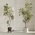 Two Green Leafy Bonsai Potted Plants In Black White Pots With Light Textured Wall