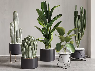 Indoor Decorative Potted Plants With Various Cacti And Green Leaves In Modern Containers 3d model