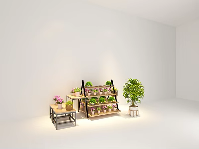 Indoor Bonsai Potted Plants Display On Multi Tiered Stand And Small Table In White Room 3d model